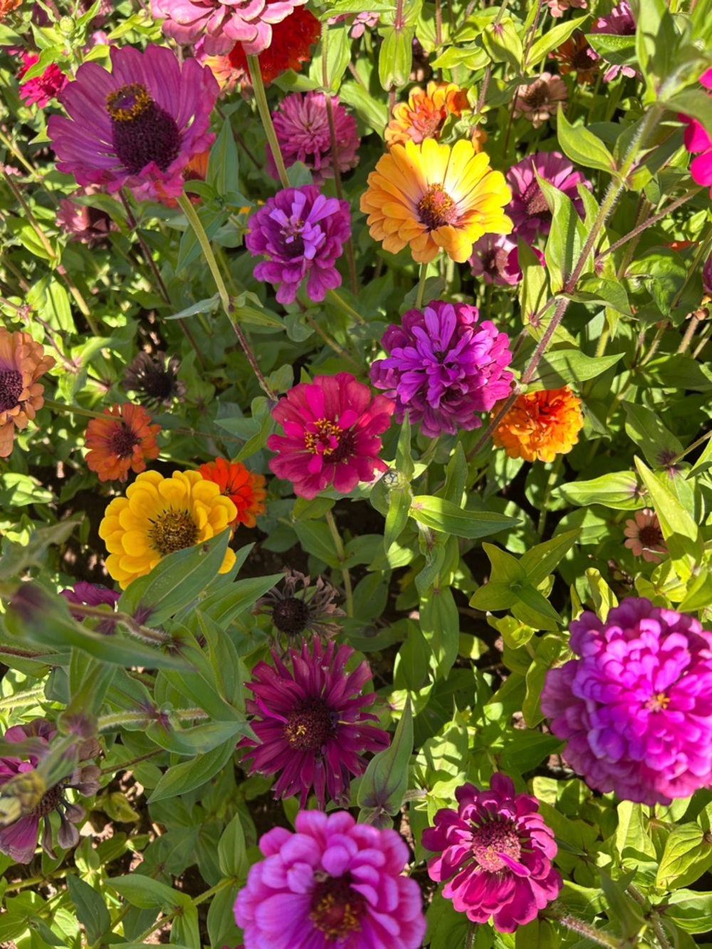 Pink Zinnias & Multiple Colors Seeds for Garden
